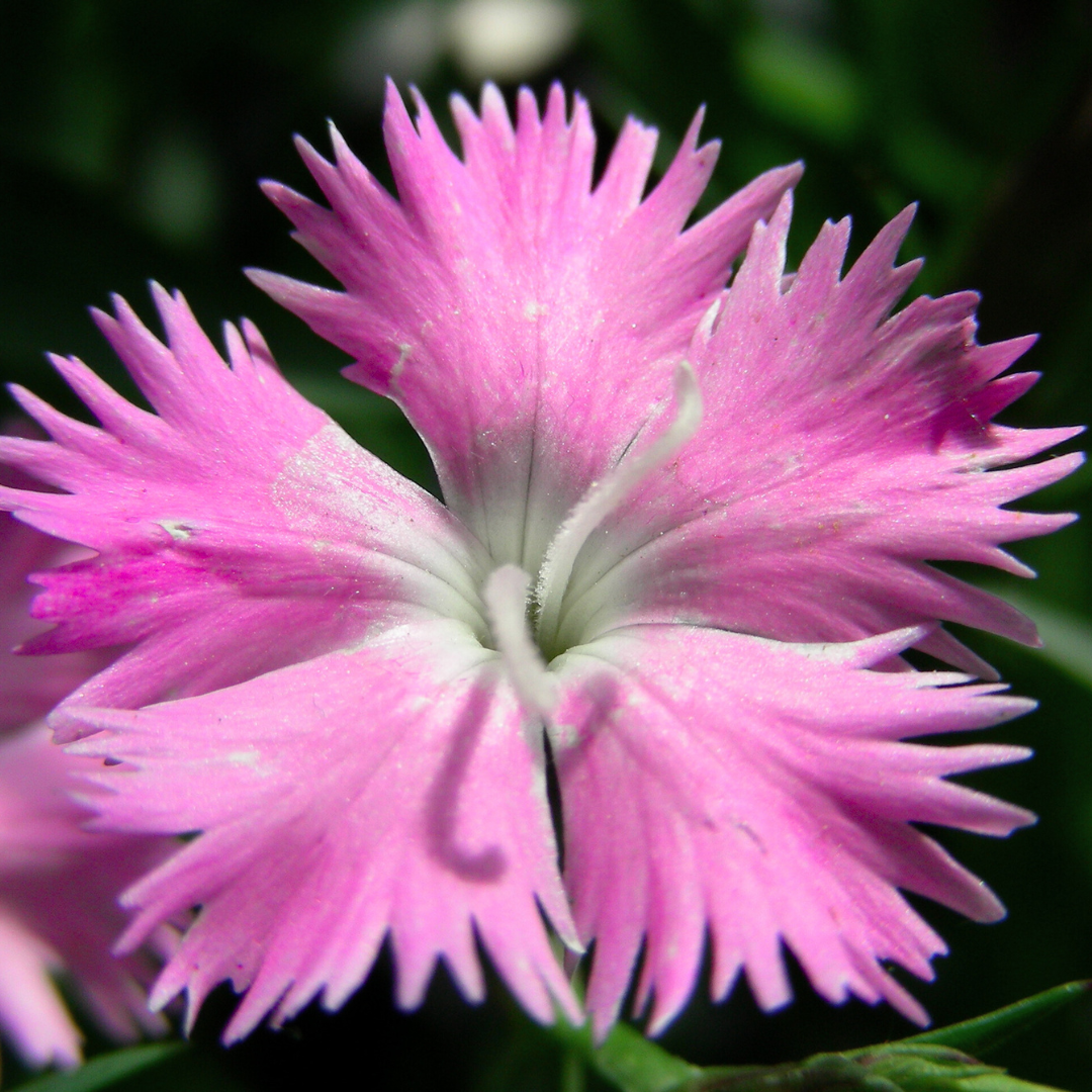 Dianthus, First Love