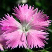 Dianthus, First Love