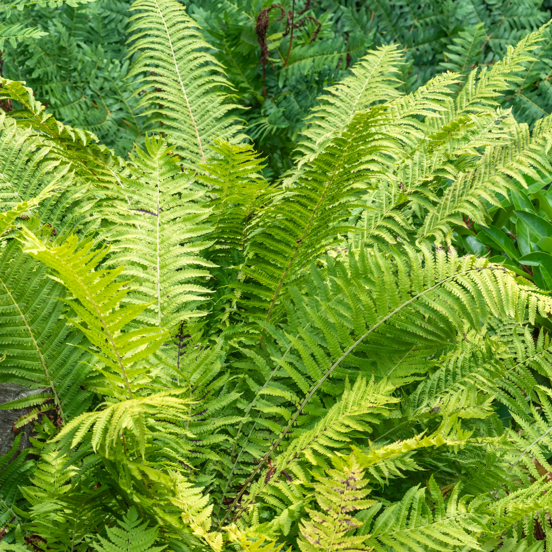 Fern, Ostrich
