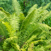 Fern, Ostrich