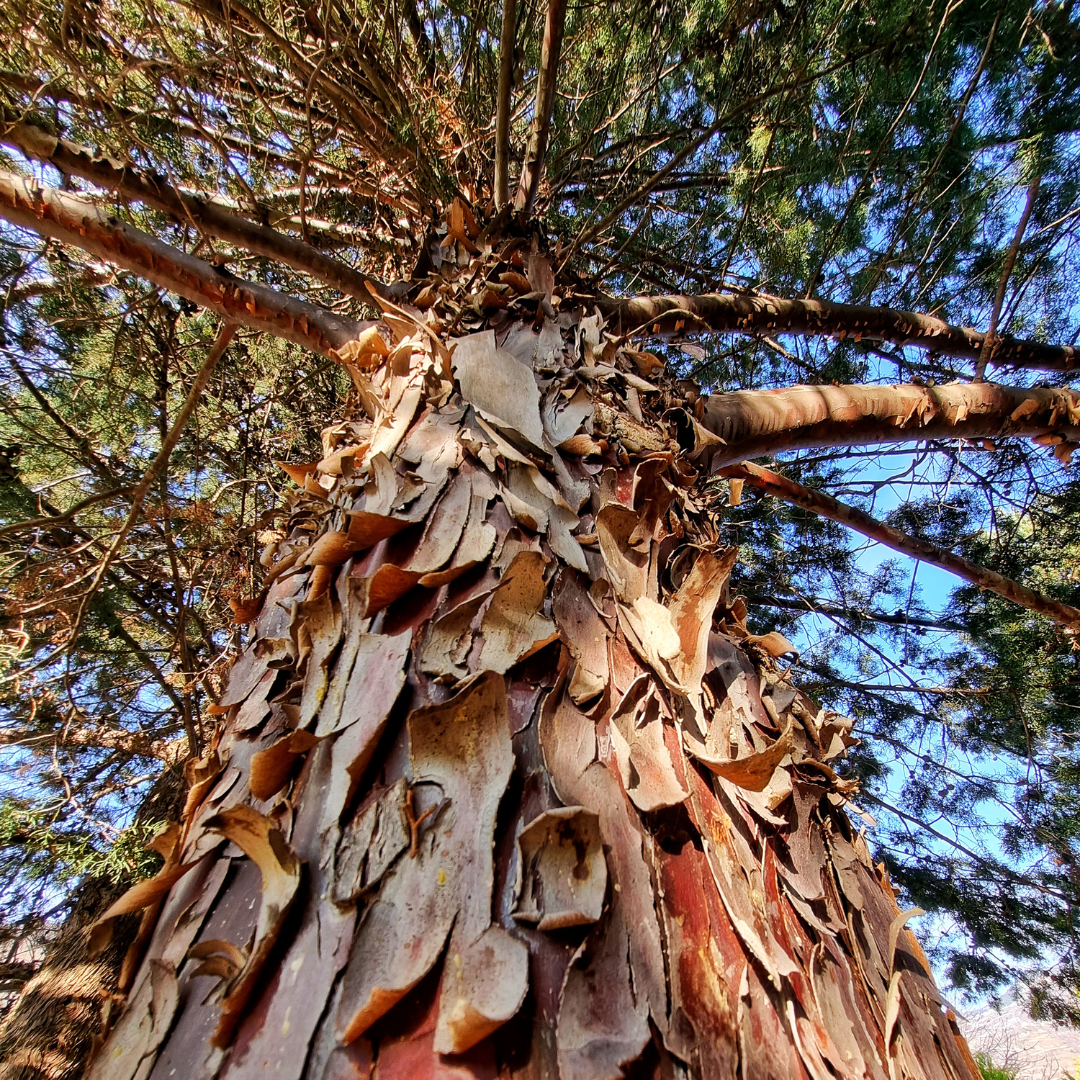 Cypress, Arizona