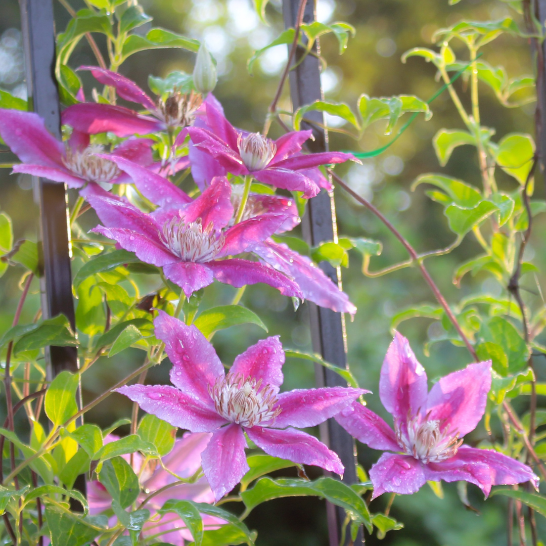 Clematis, Killian Donahue