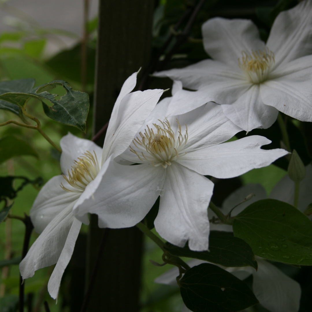 Clematis, Henyri
