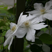 Clematis, Henyri