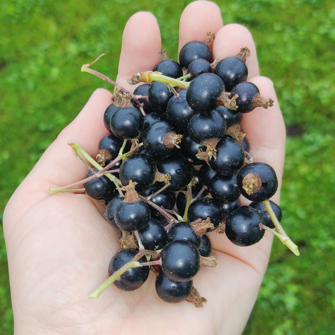 Currant, Black Consort