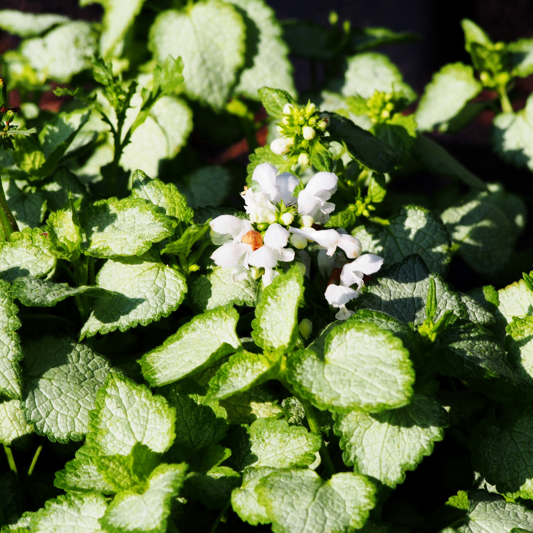 Deadnettle, Spotted White Nancy