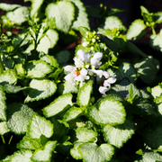 Deadnettle, Spotted White Nancy