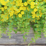 Creeping Jenny, Golden