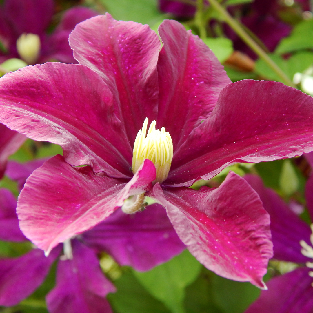 Clematis, Ernest Markham