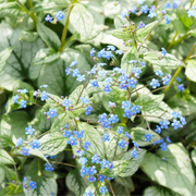 False Forget-Me-Not, Jack Frost