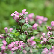 Deadnettle, Spotted Red Nancy