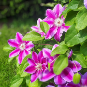 Clematis, Dr. Ruppel