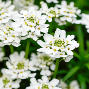 Candytuft