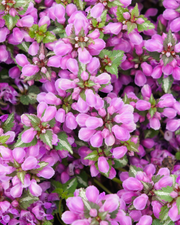 Deadnettle, Spotted Pink Pewter