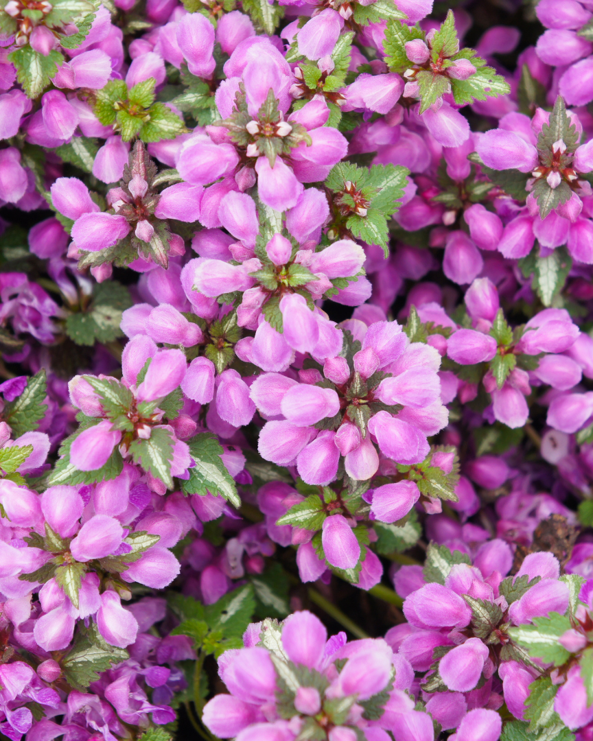 Deadnettle, Spotted Pink Pewter