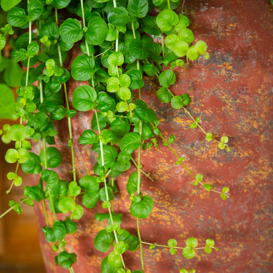 Creeping Jenny