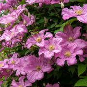 Clematis, Comtesse De Bouchard