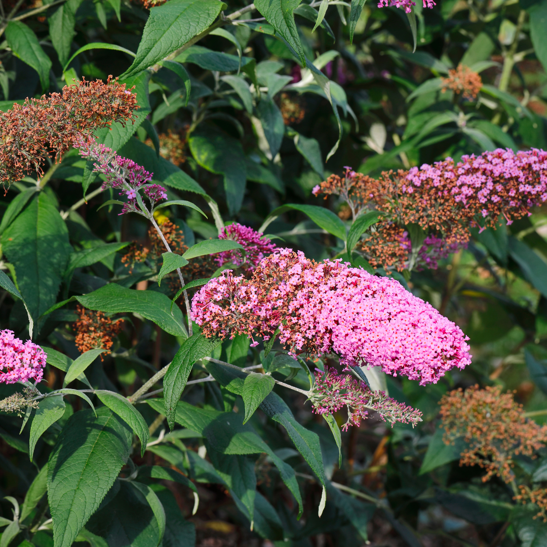 Butterfly Bush, Pink Delight