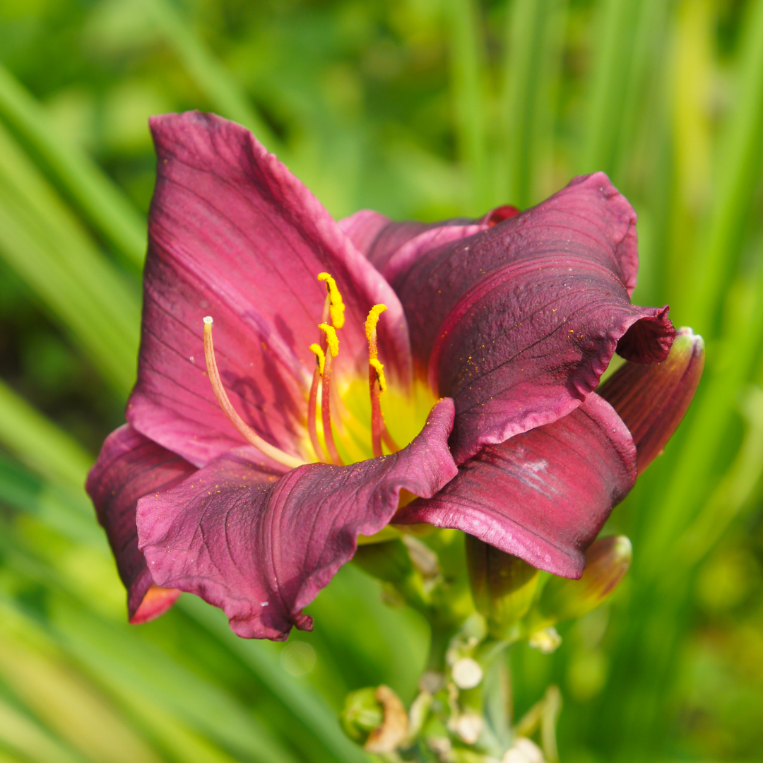 Daylily, Summer Wine