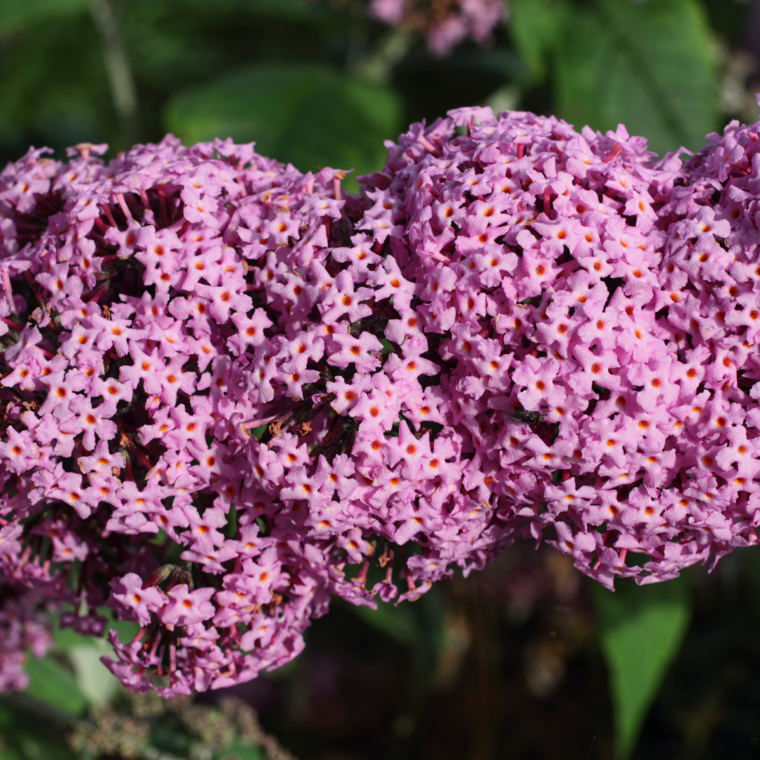 Butterfly Bush, Pink Delight