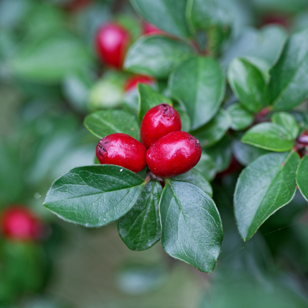Cotoneaster, Spreading