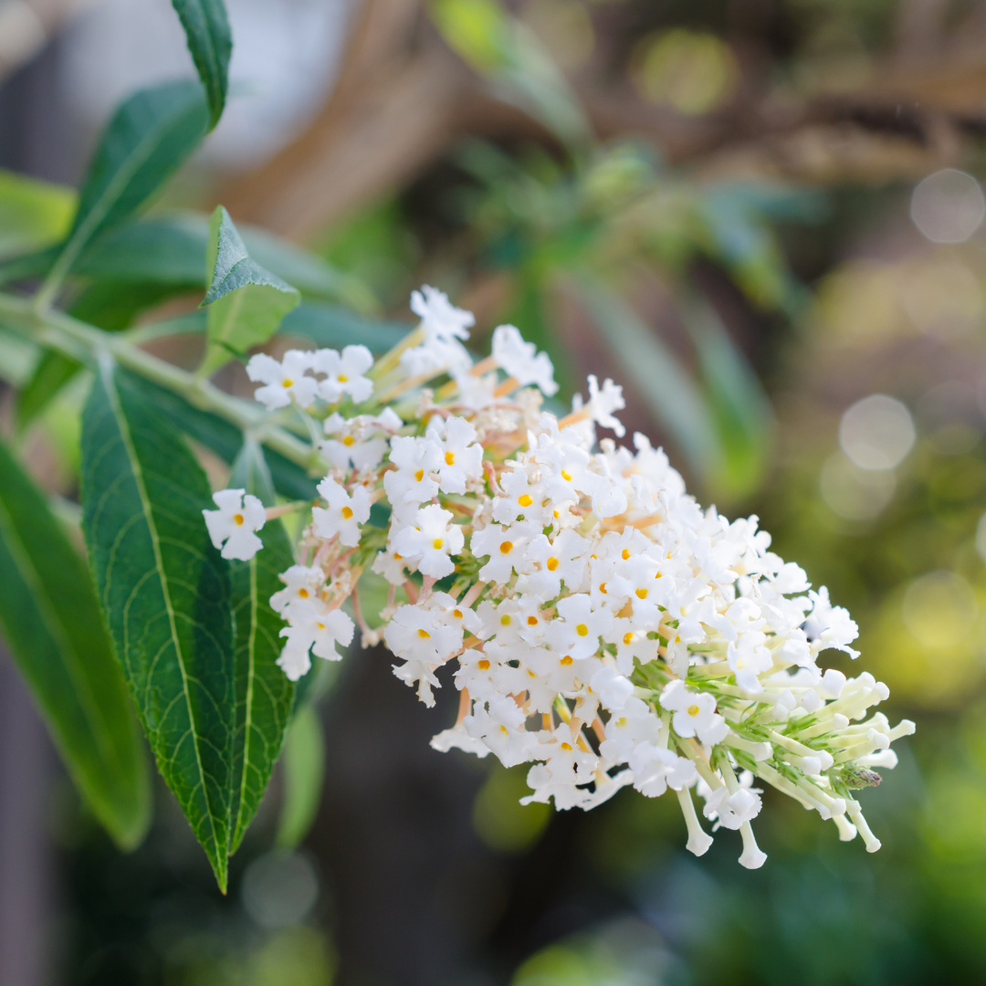 Butterfly Bush, Nanho White