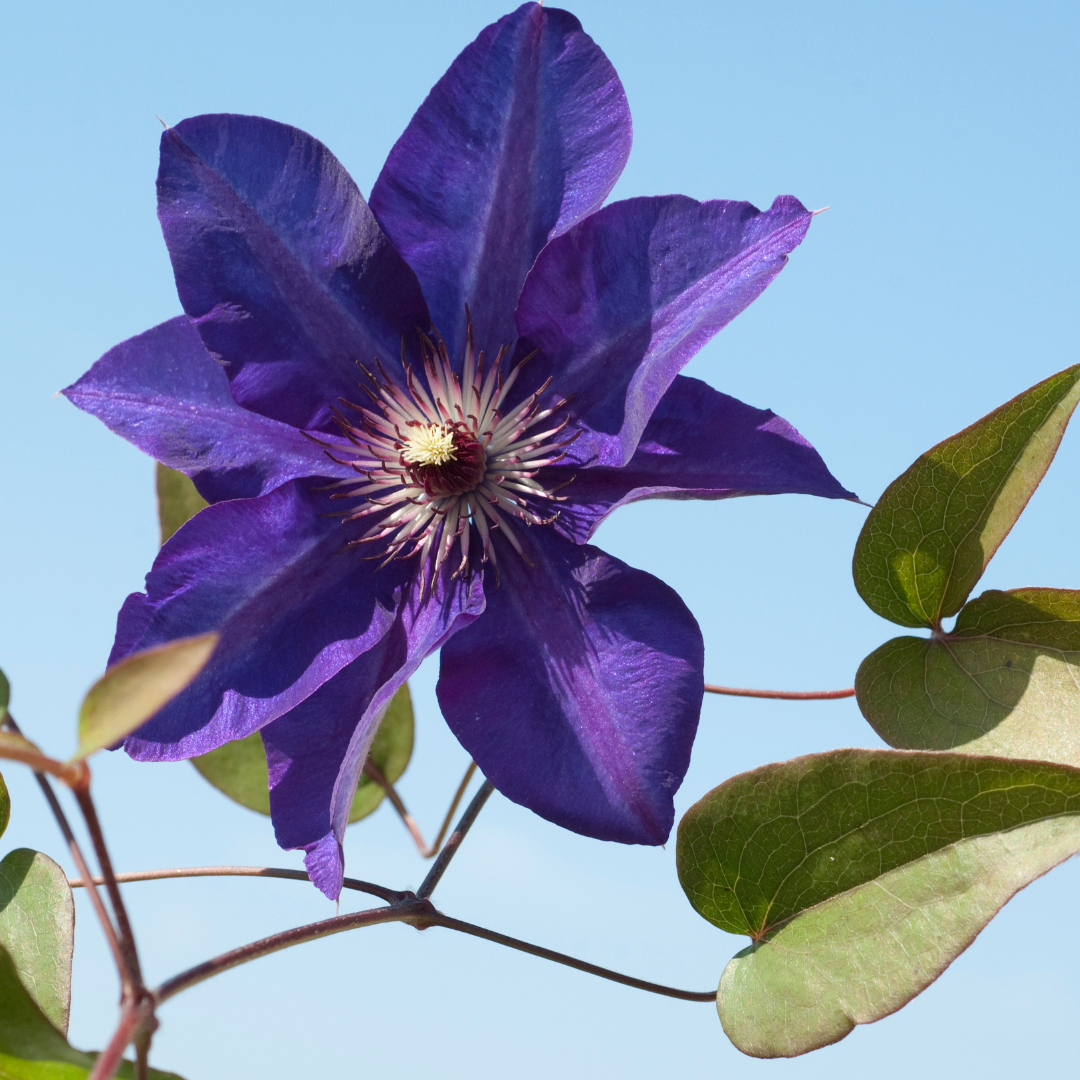 Clematis, The President
