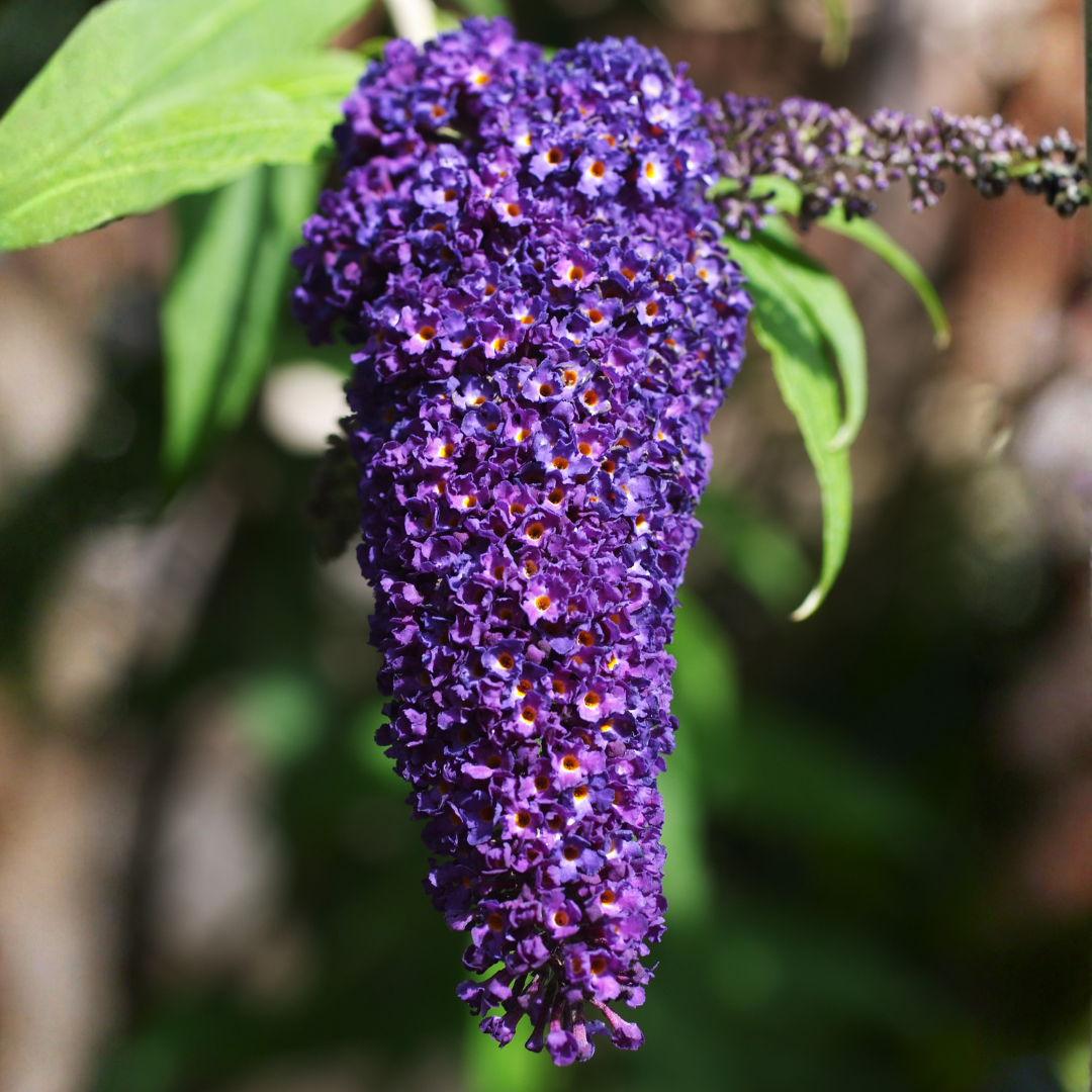 Butterfly Bush, Black Knight