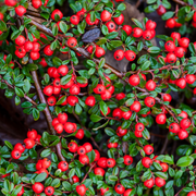 Cotoneaster, Coral Beauty