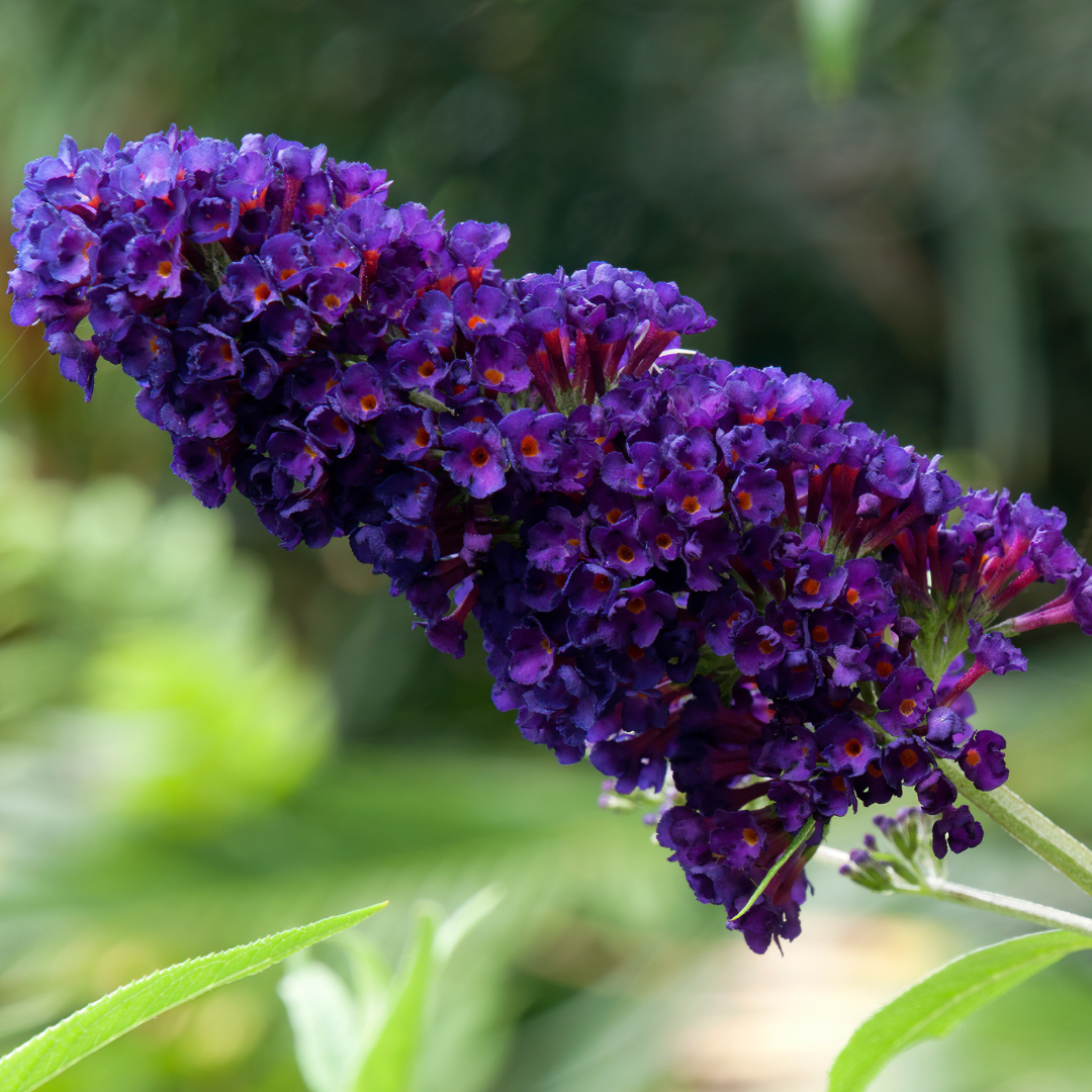 Butterfly Bush, Black Knight