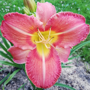 Daylily, Rosy Return