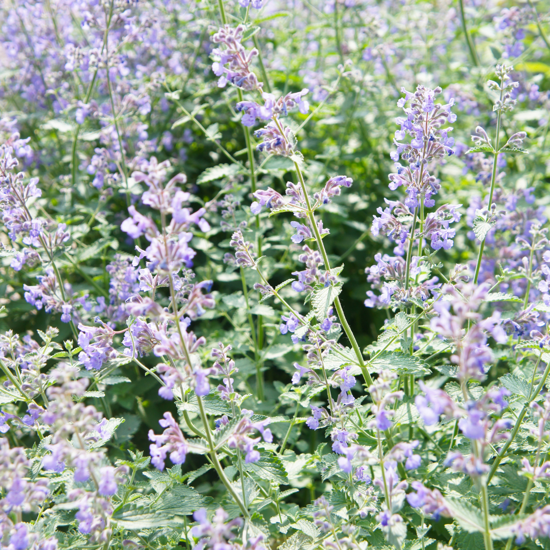 Catmint, Walker's low