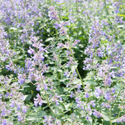 Catmint, Walker's low