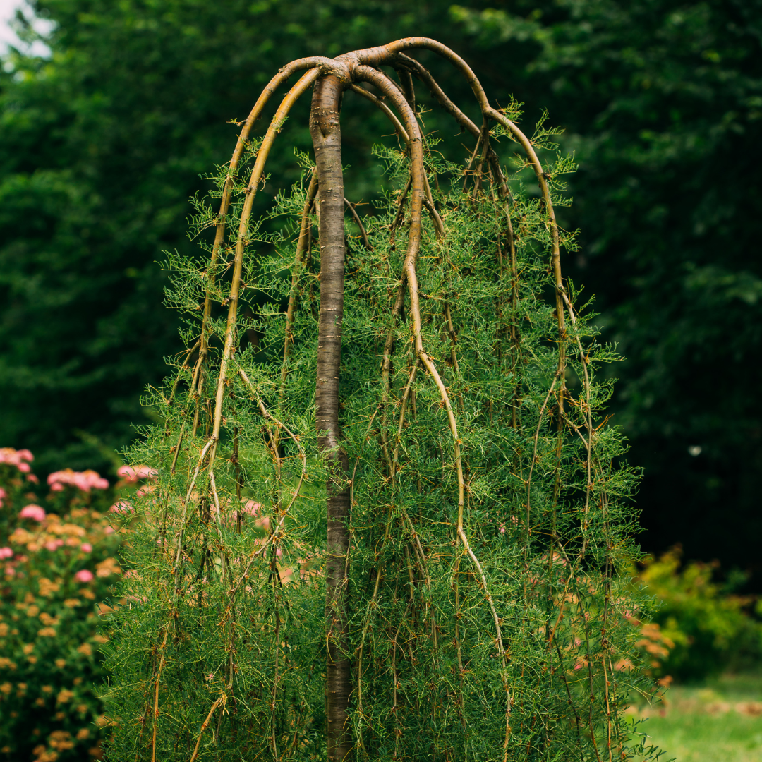 Pea Shrub, Walker Weeping