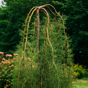 Pea Shrub, Walker Weeping