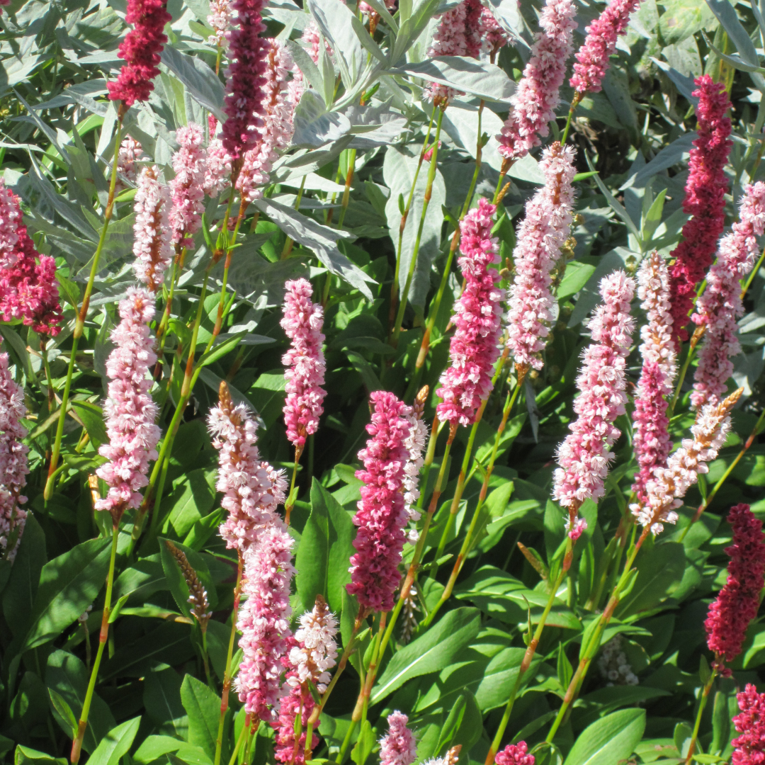 Border Jewel, Himalayan  (Fleece Flower)