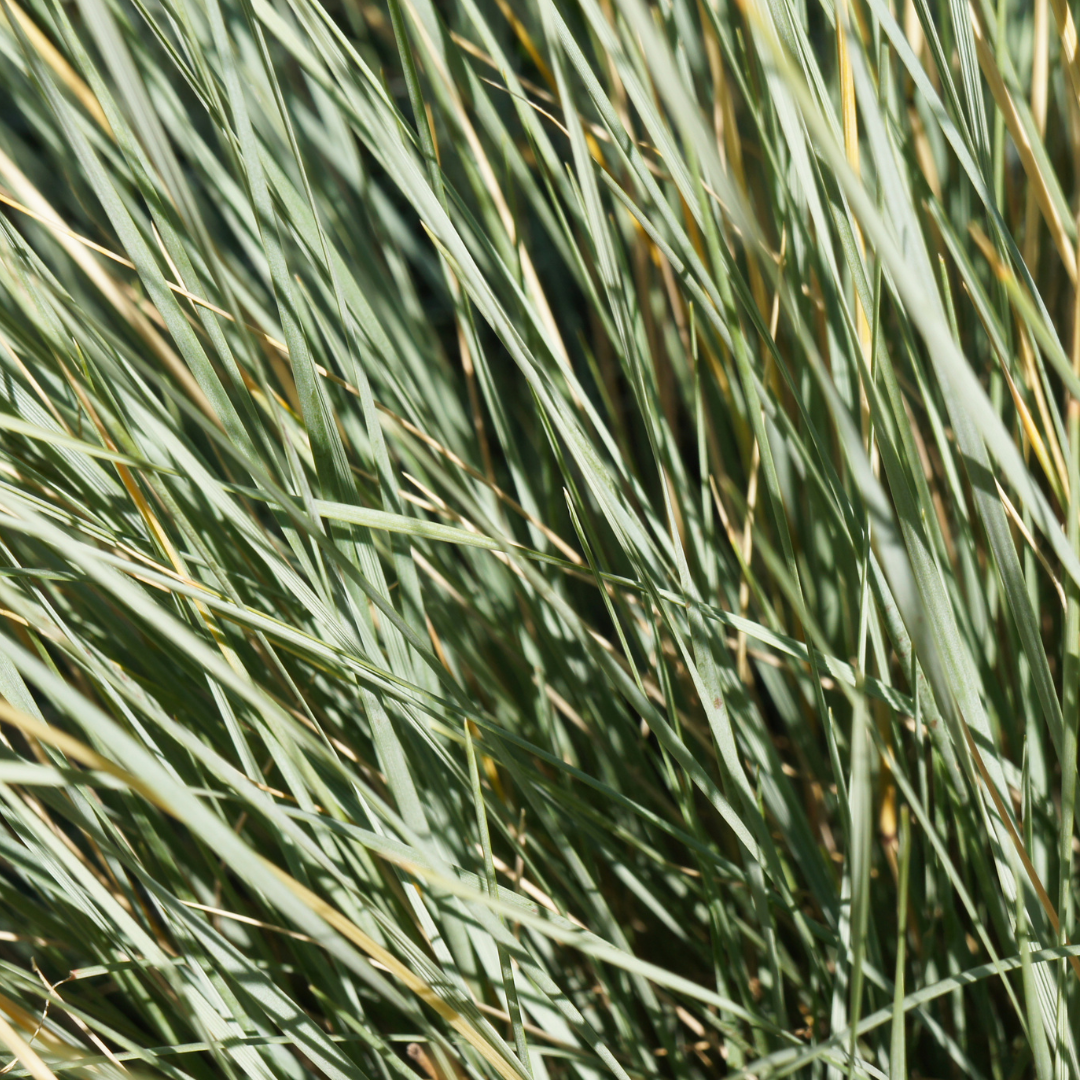 Blue Avena, Sapphire