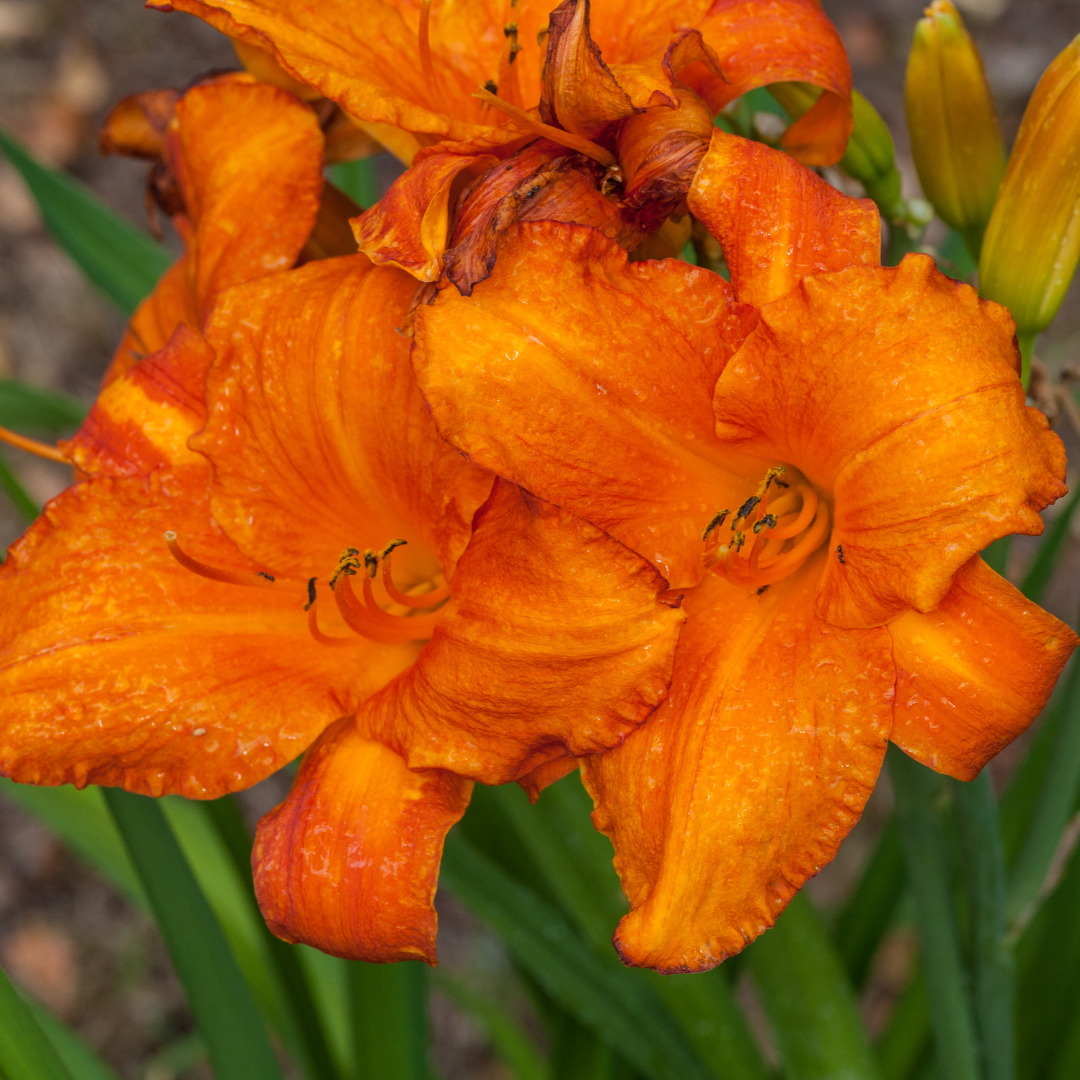 Daylily, Mauna Loa