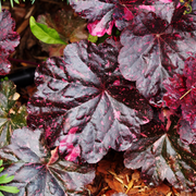 Coral Bells, Midnight Rose