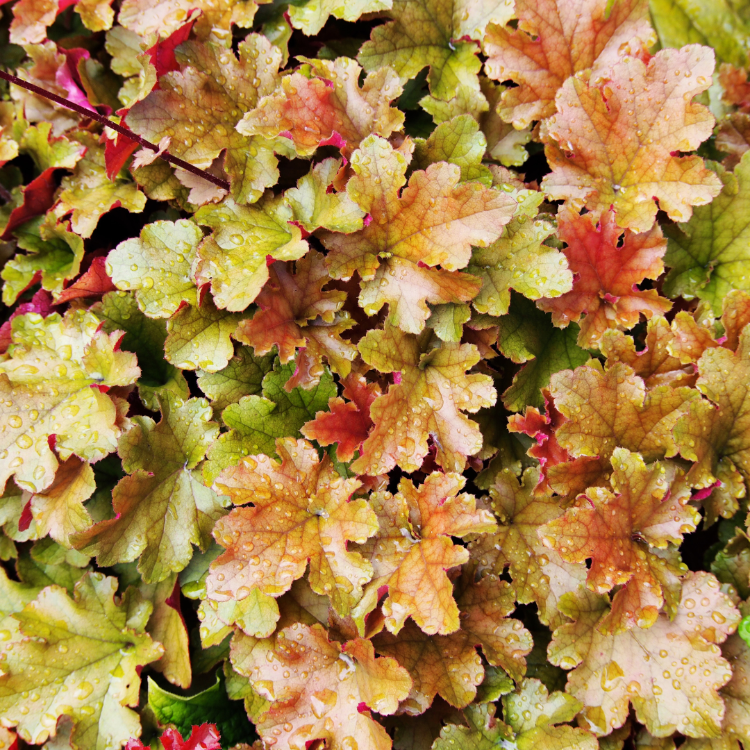Coral Bells, Marmalade