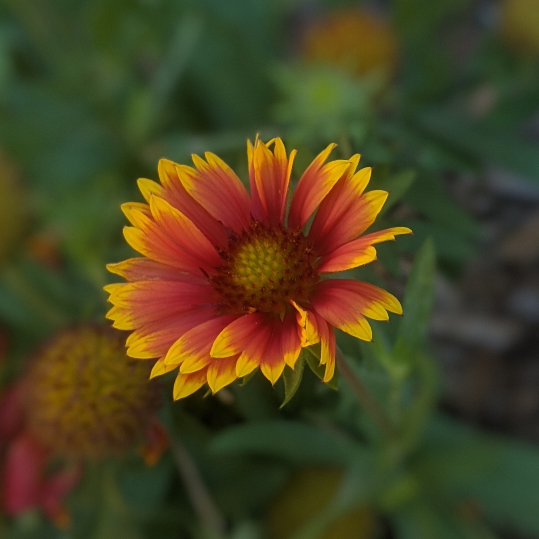 Blanket Flower, Goblin