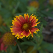 Blanket Flower, Goblin