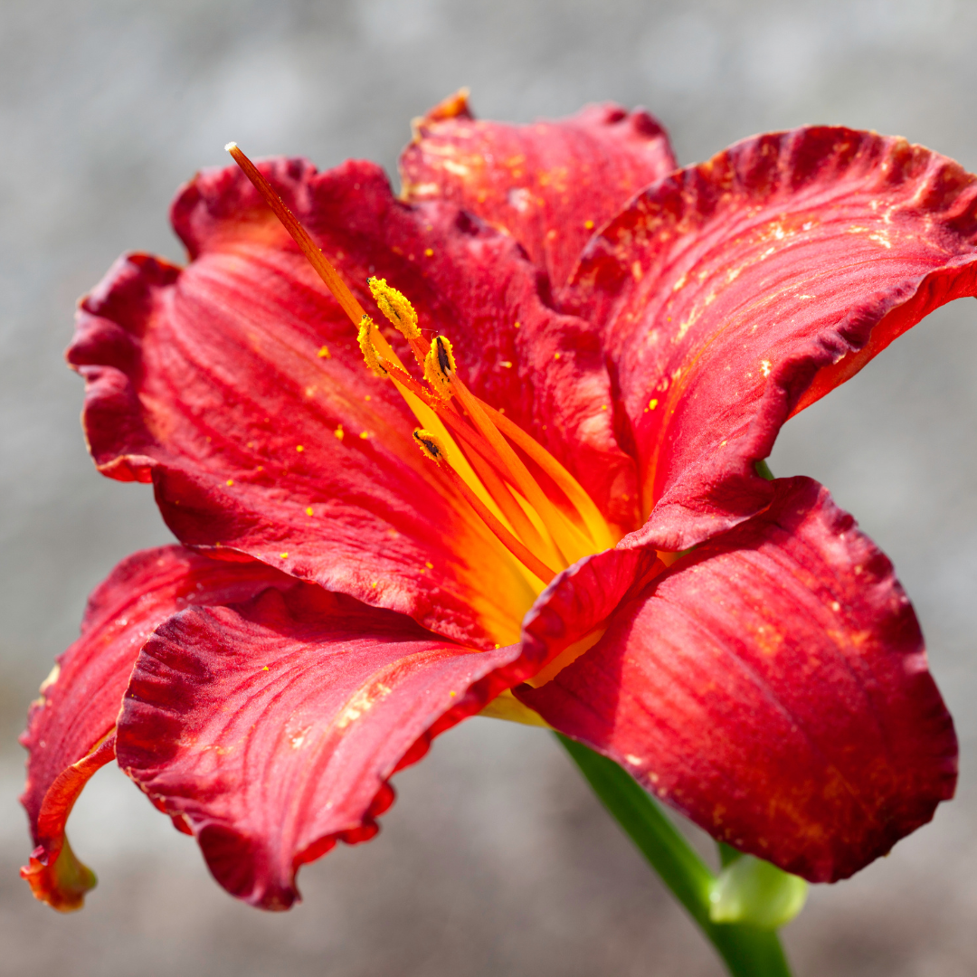 Daylily, Chicago Apache