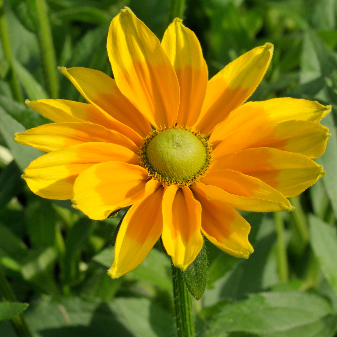 Black Eyed Susan, Prairie Sun