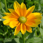 Black Eyed Susan, Prairie Sun
