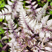 Fern, Japanese Painted Regal Red