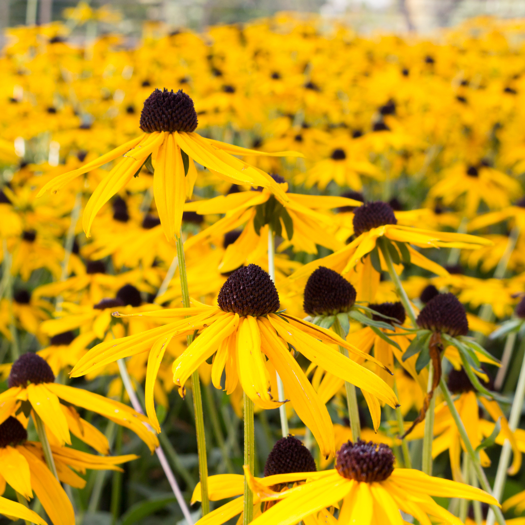 Black Eyed Susan, Goldstrum