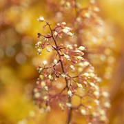 Coral Bells, Caramel