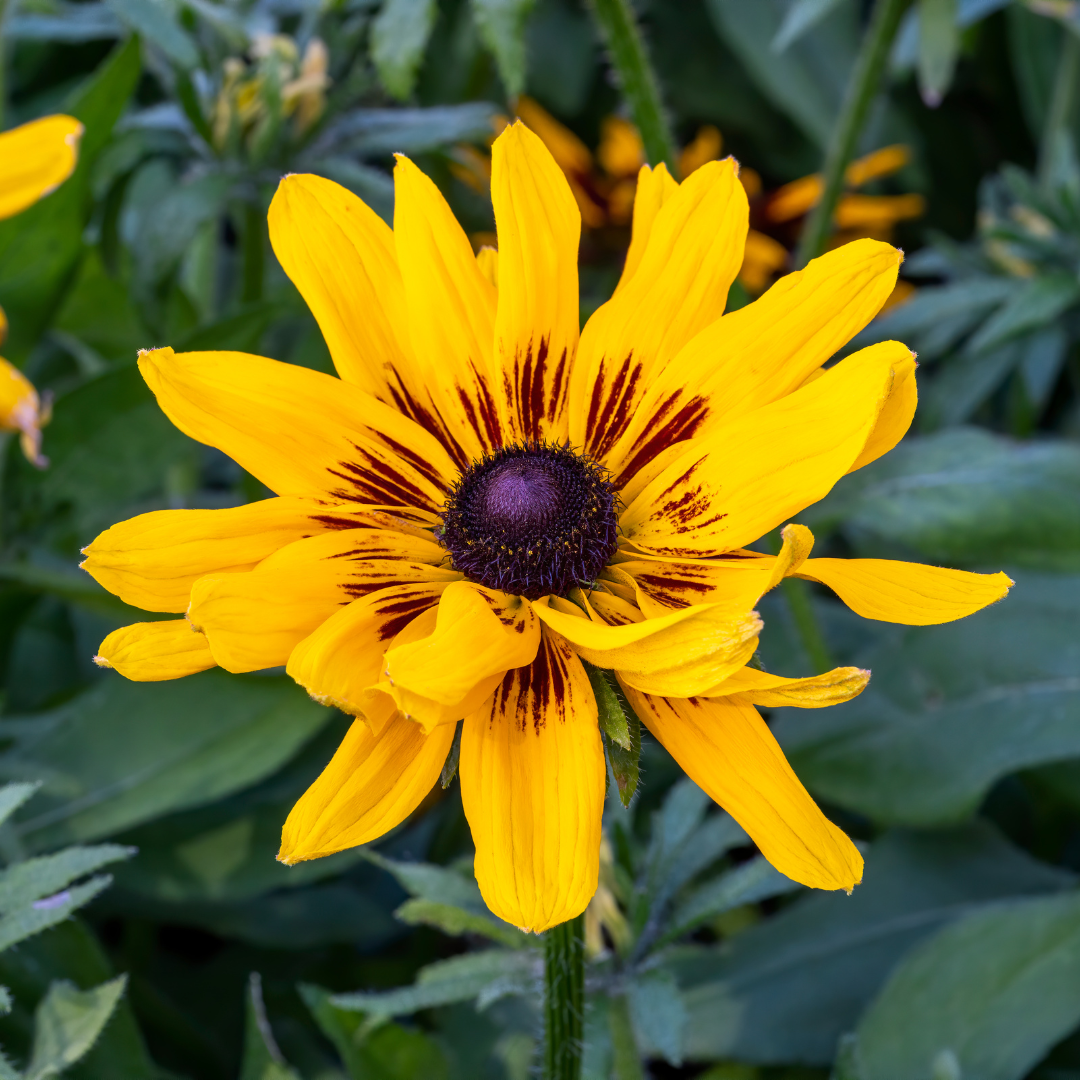 Black Eyed Susan, Denver Daisy