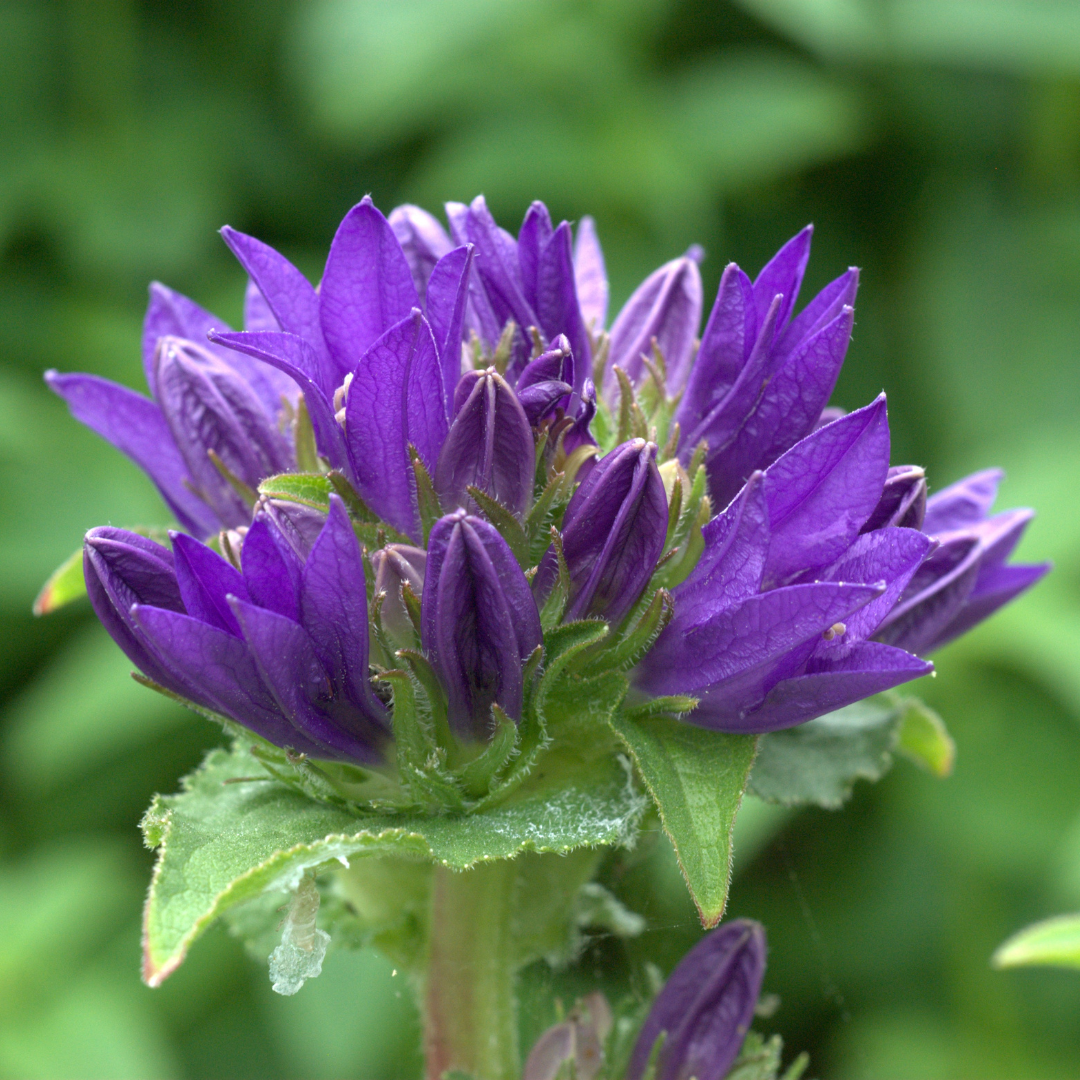 Bellflower, Superba